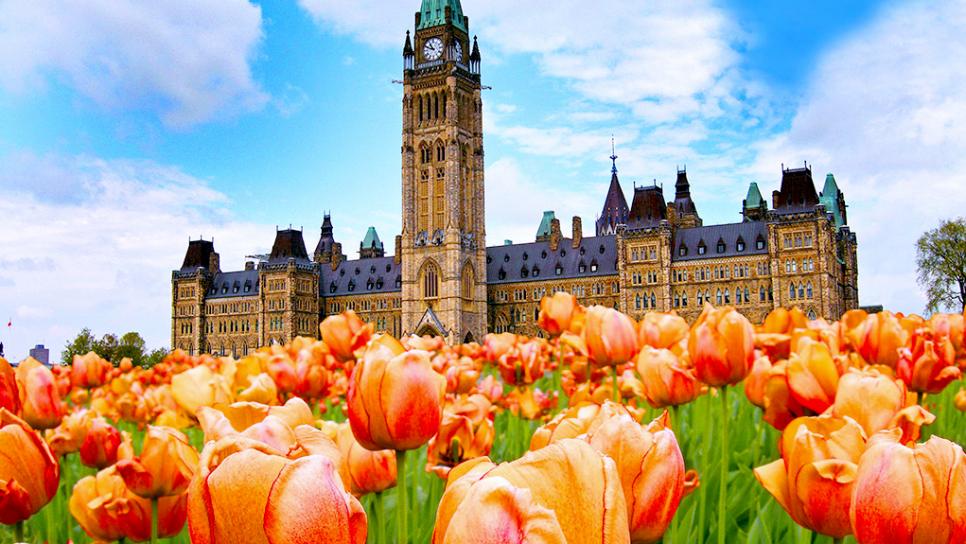 The Canadian Tulip Festival Ottawa Flowers Inc.