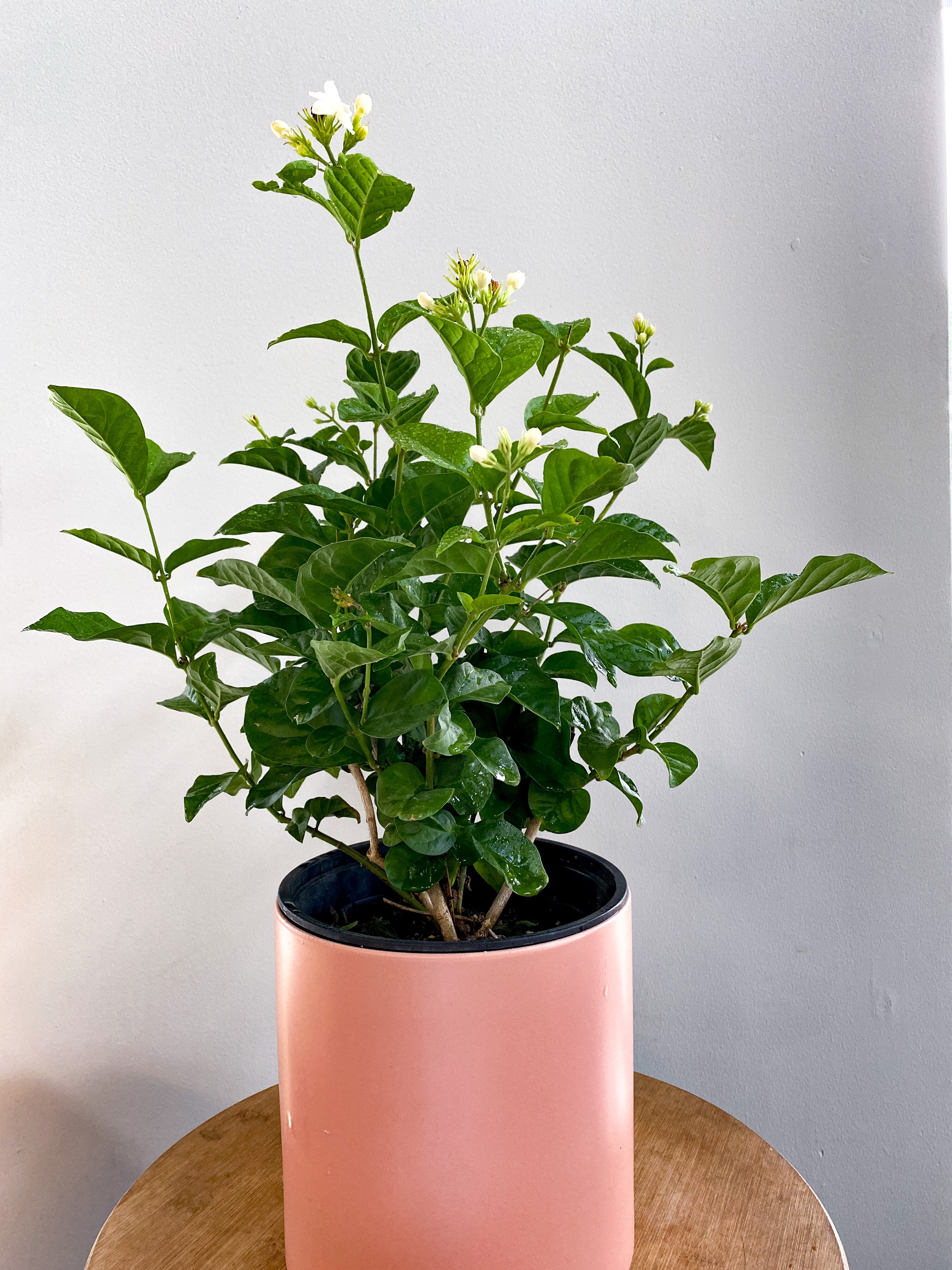 indoor jasmine plant canada Jasmine Plant – Ottawa Flowers Inc