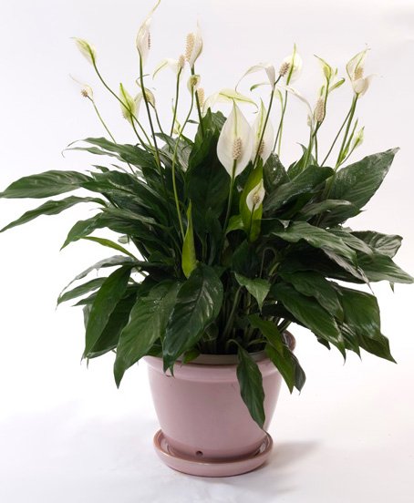 peace lily canada Peace Lily – Ottawa Flowers Inc