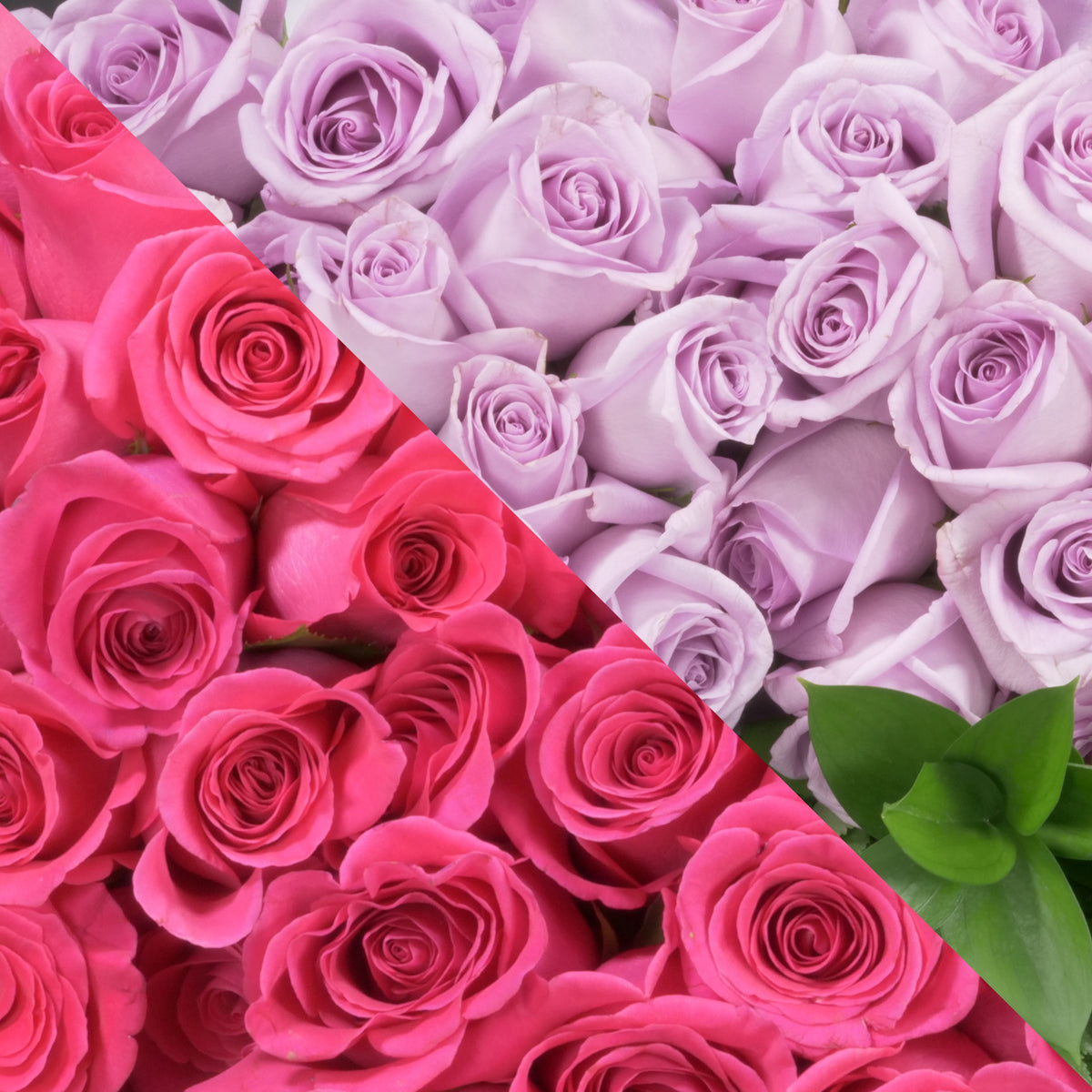 HOT-PINK-LAVENDER_1200x1200.