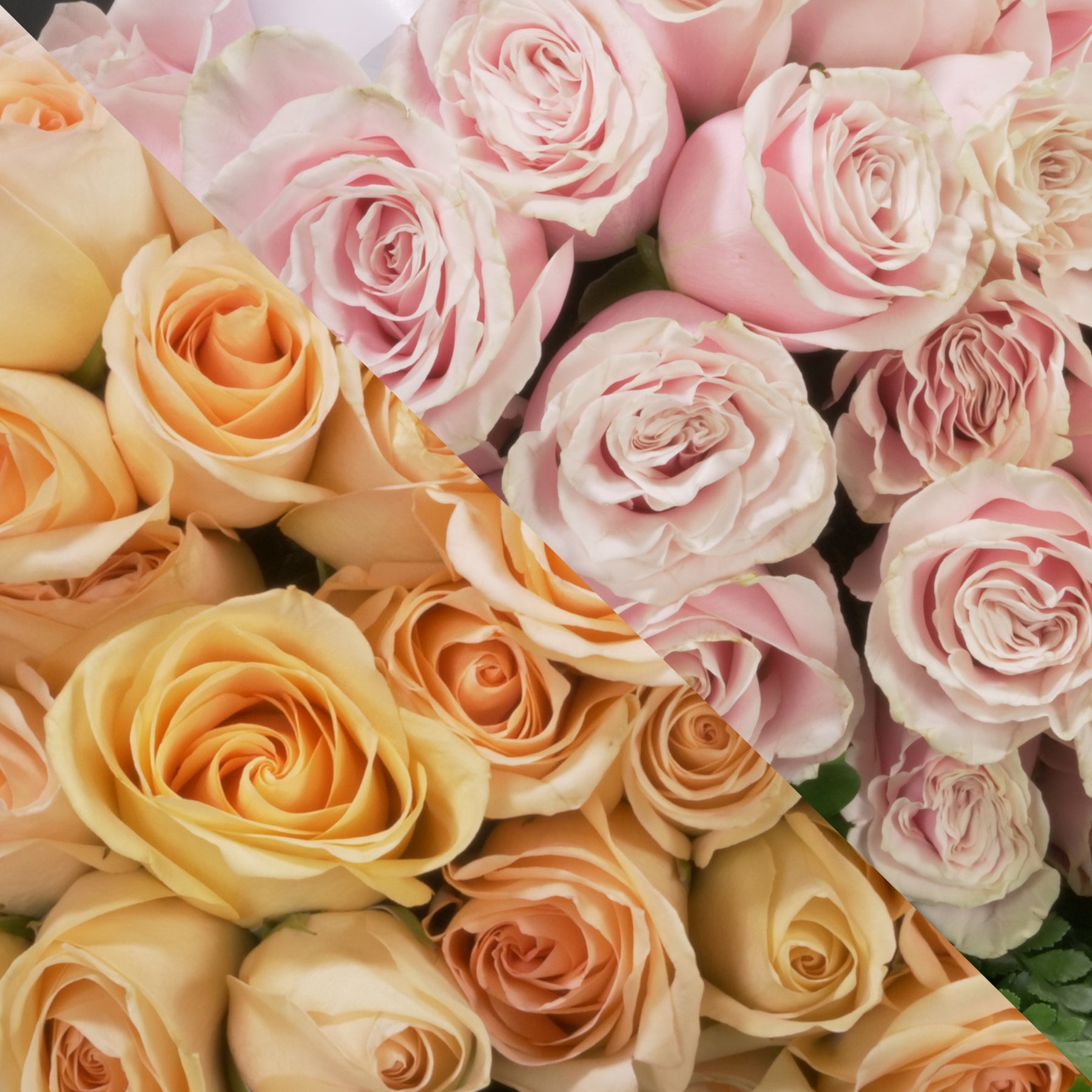 Peach & Blush Pink Roses Ottawa Flowers Inc.