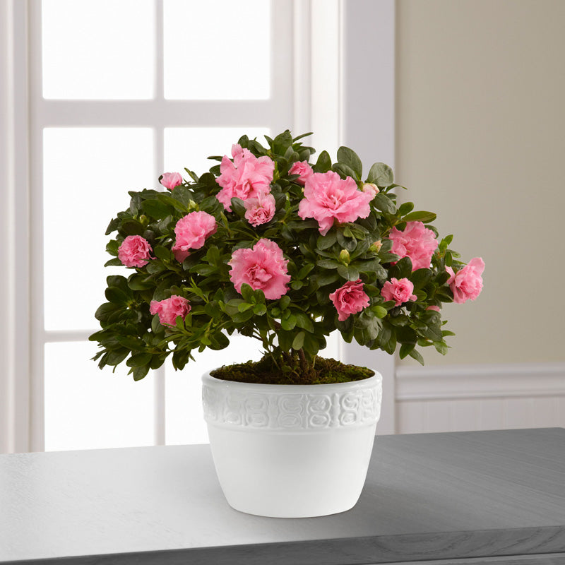 Vibrant Sympathy Planter Ottawa Flowers Inc.