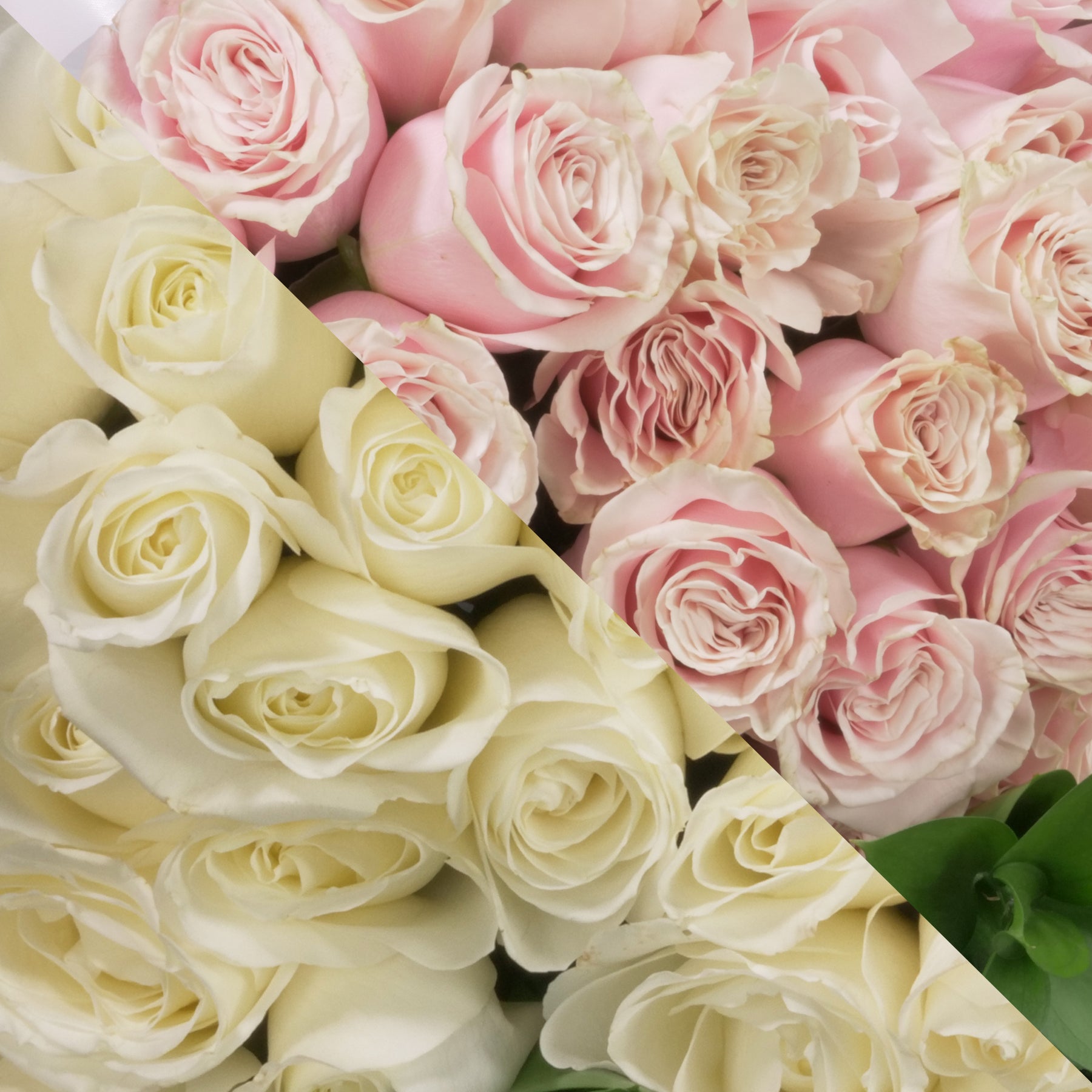 White & Blush Pink Roses Ottawa Flowers Inc.