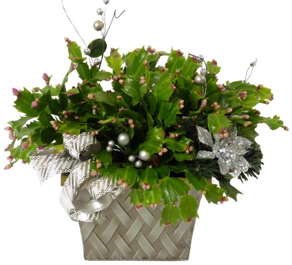 The Darling Plant Ottawa Flowers Inc.