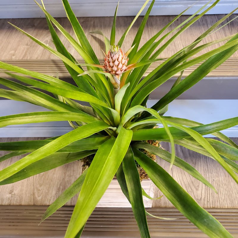 buy pineapple plant canada Pineapple Plant – Ottawa Flowers Inc