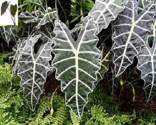 elephant ear plant edmonton Elephant Ears, Kris Plant – Ottawa Flowers Inc