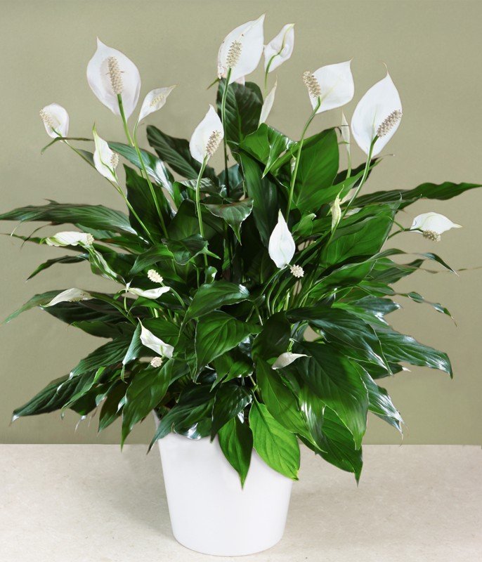 Peace Lily Plant Ottawa Flowers Inc.