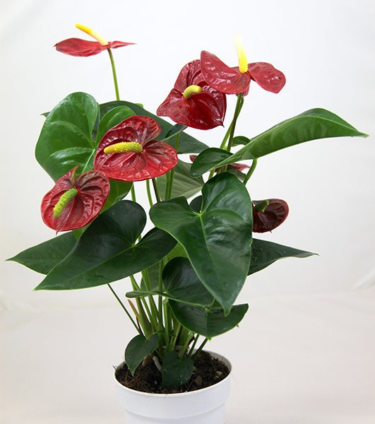 anthurium ottonis Anthurium Plants – Ottawa Flowers Inc