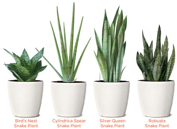 snake plant ottawa Snake Plant – Ottawa Flowers Inc