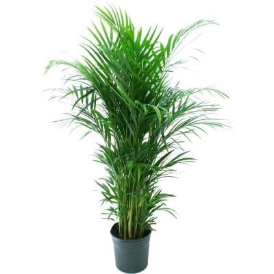 areca palm canada Areca Palm – Ottawa Flowers Inc