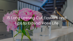 15 Long Lasting Cut Flowers and Tips to Extend Vase Life