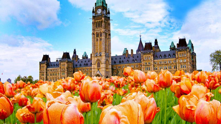 The Canadian Tulip Festival