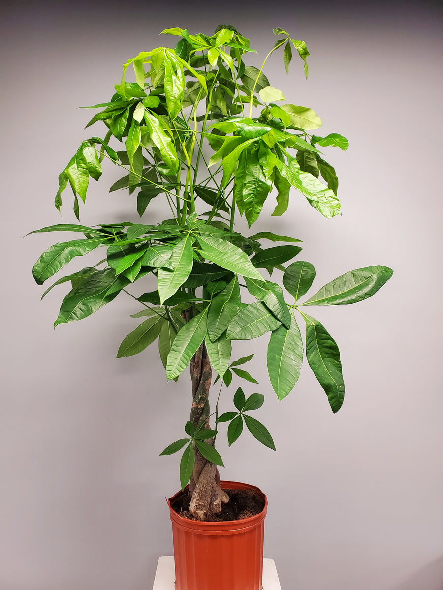 money tree for sale nearby Pachira Aquatica