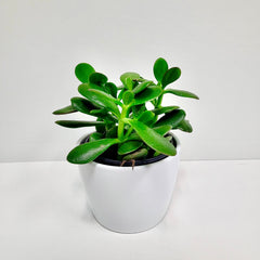 Crassula Jade Plant