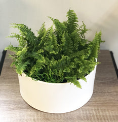Trio of Ferns