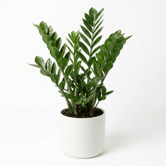 ZZ Plant (Zamioculcas zamiifolia)