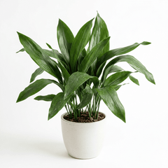 Cast-iron Plant