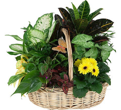 Sweet Serenity Plants Basket