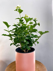 Jasmine Plant