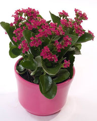 Kalanchoe Plant