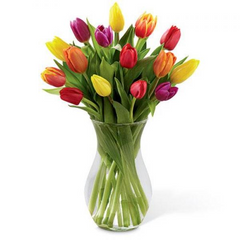 15 Multicolour Tulips