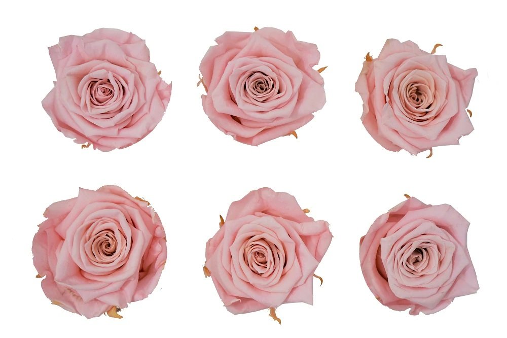 Blush Pink Roses – Ottawa Flowers Inc.