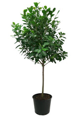 Ficus Moclame Large