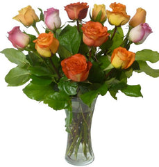V-Rainbow of Roses