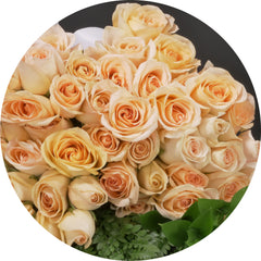 Peach  Roses