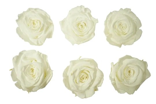 White Eternal Roses – Ottawa Flowers Inc.