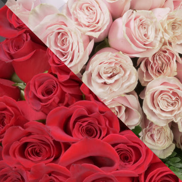 Red & Blush Pink Roses