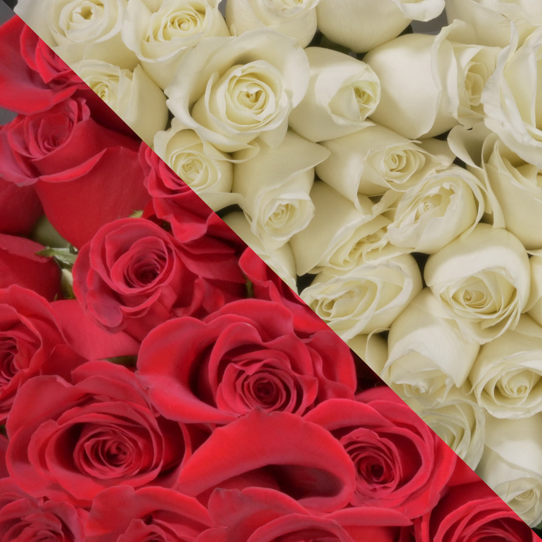 Red & White Roses – Ottawa Flowers Inc.