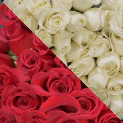 Red & White Roses