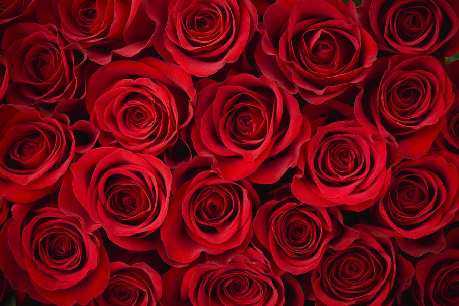 Two Dozen Red Roses