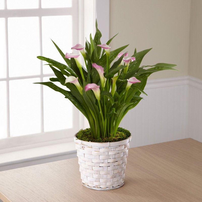 Calla Lily Planter Ottawa Flowers Inc.