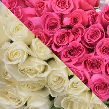 White &  Hot Pink Roses