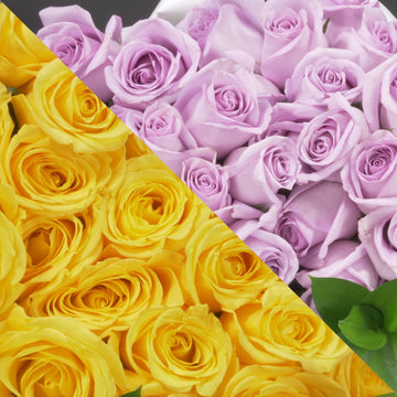Yellow &  Lavender Roses