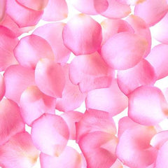 Light Pink Rose Petals