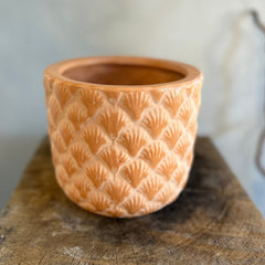 Coral Shell 6in