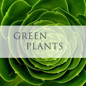 Plants - Subscription