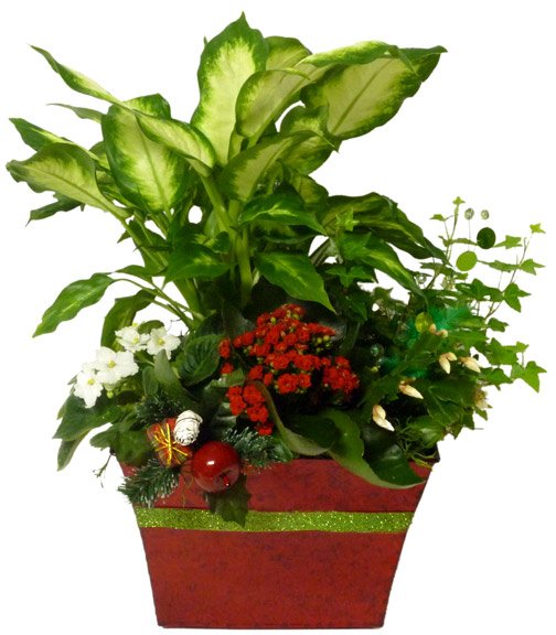 The Yuletide Cheer Plant