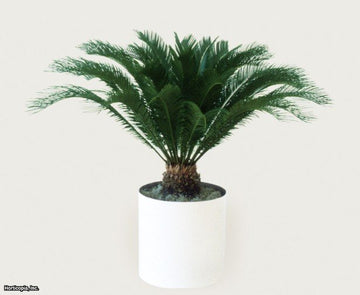 King Sago Palm
