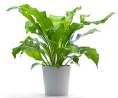 Bird's Nest Fern