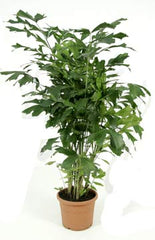 Burmese Fishtail Palm
