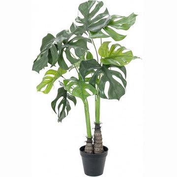 Monstera Tree