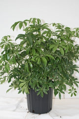 Dwarf Schefflera