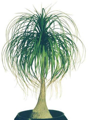 Ponytail Palm