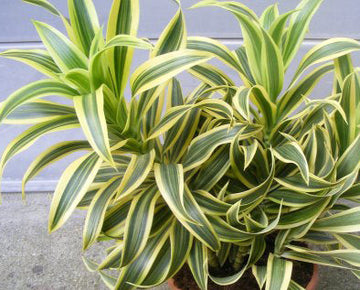 Song of India, Pleomele