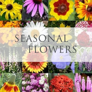 Seasonal Flowers - Subscription